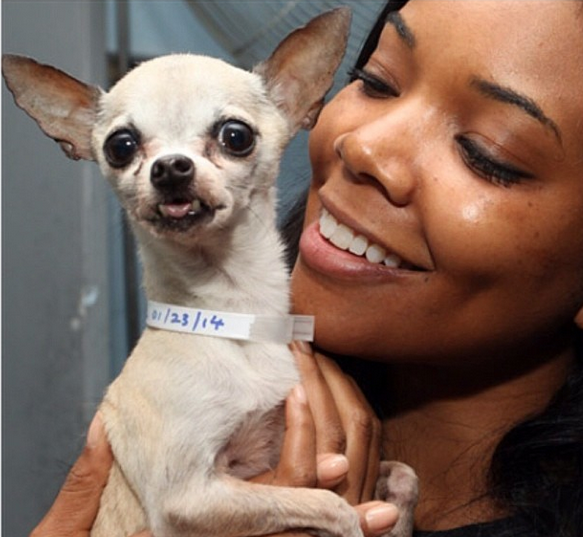 Gabrielle Union Lends Celebrity To Four Legged Friends, Encourages People To Adopt Dogs