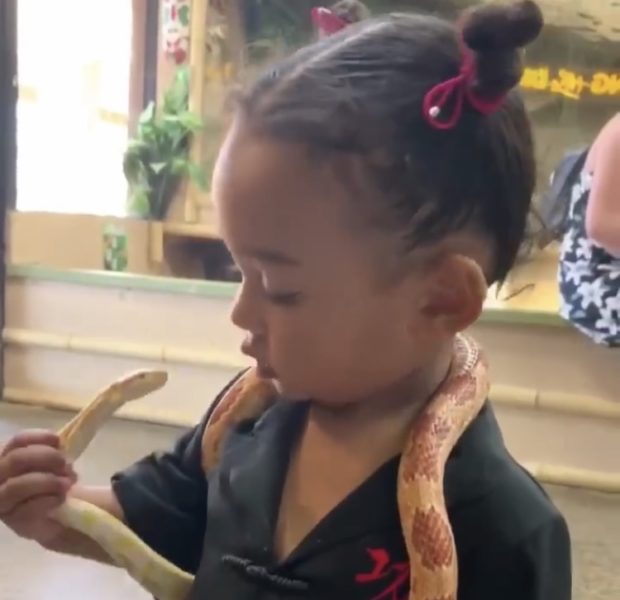 Kim Kardashian’s Daughter Chicago West Bravely Holds A Snake Like a Boss! [VIDEO]