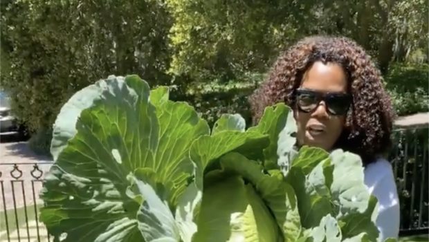 Oprah Shows Off Massive Cabbage Picked From Her Garden [WATCH]