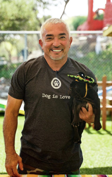 Queen Latifah's Dog Allegedly Killed By Cesar Millan's Pit Bull ...