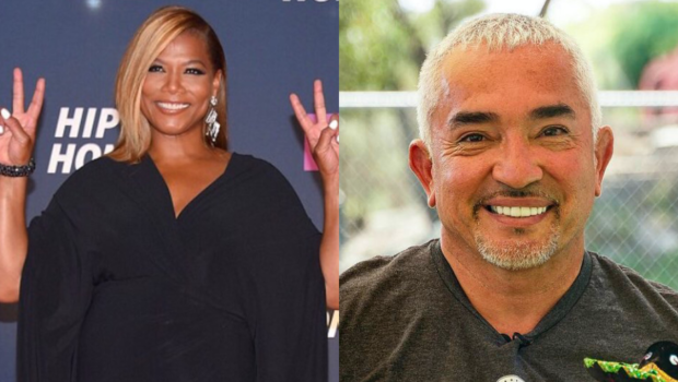 Queen Latifah’s Dog Allegedly Killed By Cesar Millan’s Pit Bull