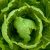 FDA Reportedly Failed To Publicize Deadly Lettuce E. Coli Outbreak That Hit 15 States