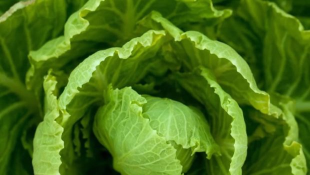 FDA Reportedly Failed To Publicize Deadly Lettuce E. Coli Outbreak That Hit 15 States