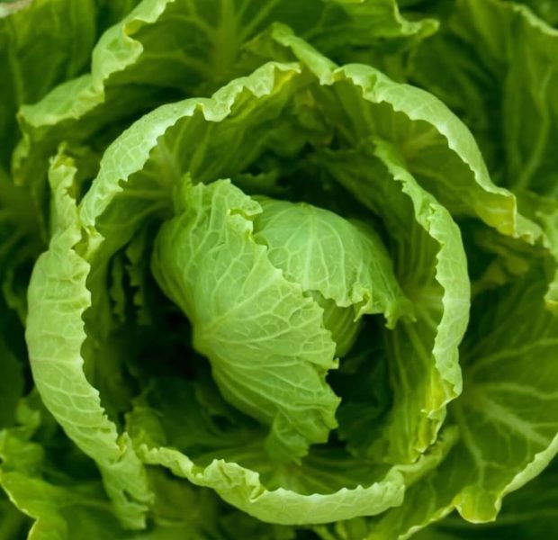 FDA Reportedly Failed To Publicize Deadly Lettuce E. Coli Outbreak That Hit 15 States