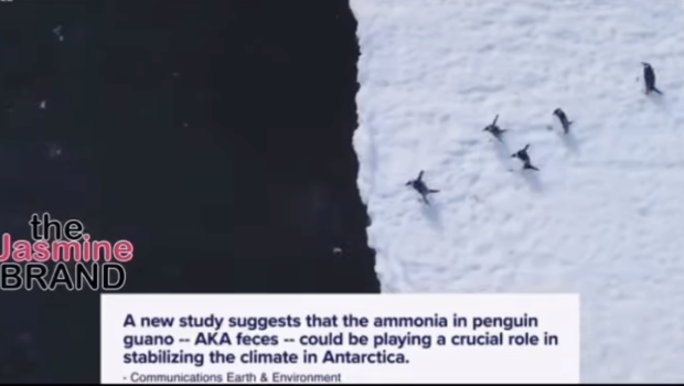 Penguin Poop Might Help Fight Climate Change By Creating Cooling Clouds, Scientists Say