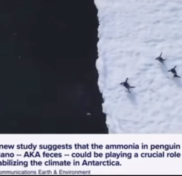 Penguin Poop Might Help Fight Climate Change By Creating Cooling Clouds, Scientists Say
