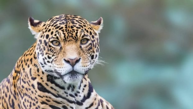 Zookeeper Fatally Mauled By Leopard That Broke Free Ahead Of Private Tour