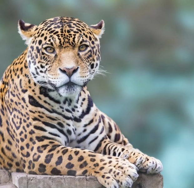 Zookeeper Fatally Mauled By Leopard That Broke Free Ahead Of Private Tour