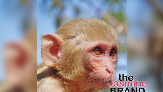 Mississippi Woman Fatally Sh**ts Research Monkey That Escaped After A Truck Overturned, Says She Feared For Her Children’s Safety