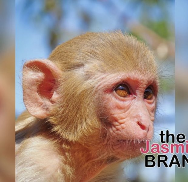 Mississippi Woman Fatally Sh**ts Research Monkey That Escaped After A Truck Overturned, Says She Feared For Her Children’s Safety