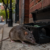 D.C.’s Rat Birth Control Program Appears To Be Working As Rodent Population Drops
